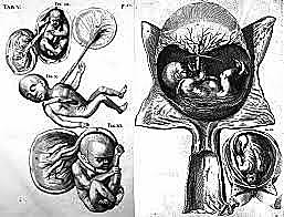 Fabricio  (1533-1619)