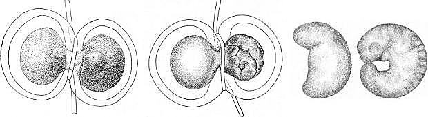 Hans Spemann (1869-1941)