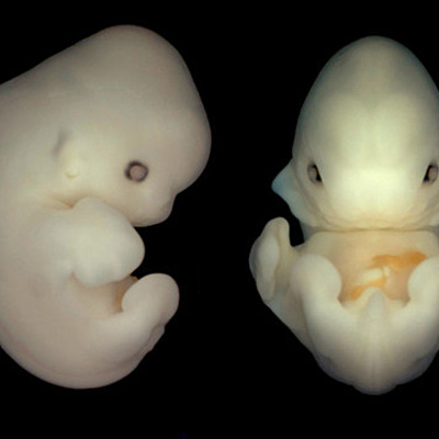 Timeline: Historía de la Embriología