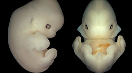 Timeline: Historía de la Embriología