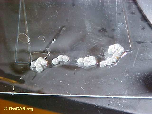 Eggs attached to plant life