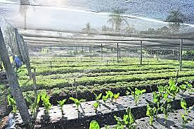 beneficios de la hidroponia