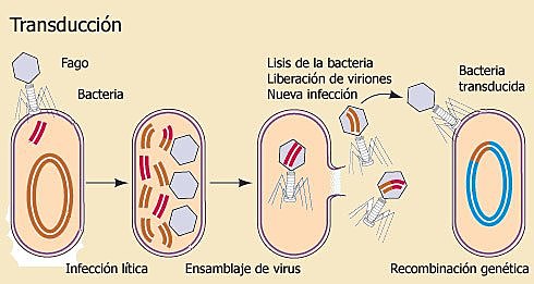 Max Delbruck y Salvador Luria.