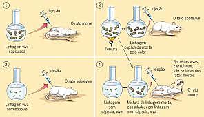 Oswald Avery, Colin Macleod, Maclyn McCarty.