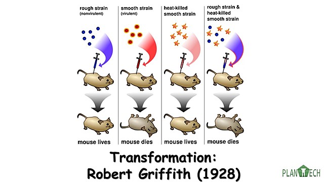 Experimento de Griffith