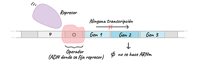 Arthur Pardee, Francois Jacob y Jacques Monod.