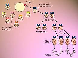 F. Macfarlane Burnet.