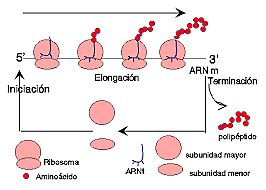 Sydney Brennen, Francois Jacob y Matthew Meselson.