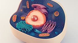 Timeline: Biología-Celula