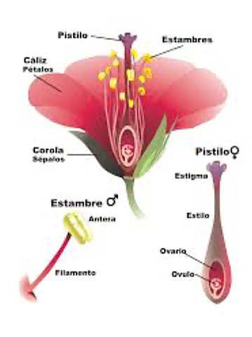 Reproducción Plantae