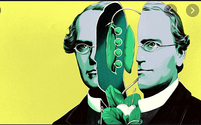 Transmisión de caracteres hereditarios