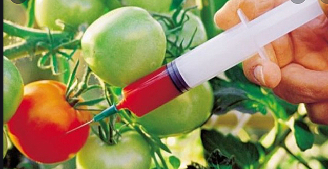 Plantas Transgénicas