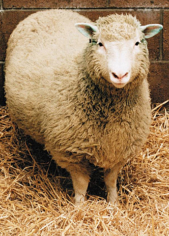 La oveja Dolly