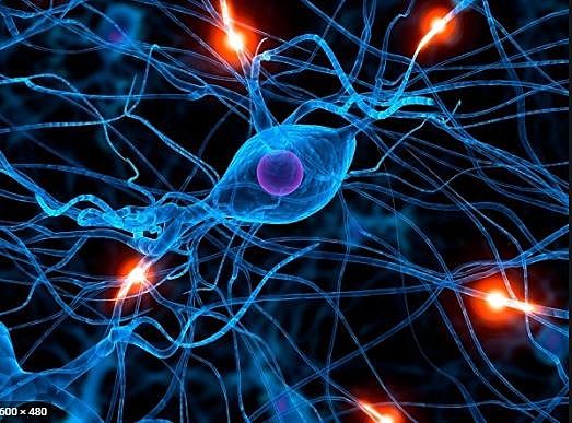 Surgimiento del Sistema Nervioso