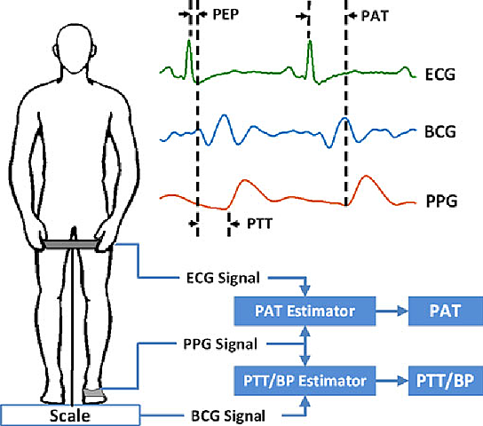 Importance of the Whole Body