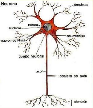Surgimiento de las primeras Neurona