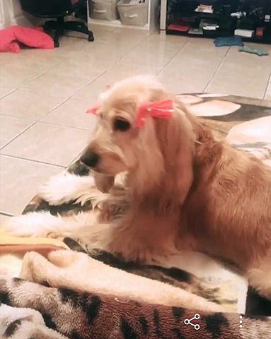 Llegada de mi mascota (popys)