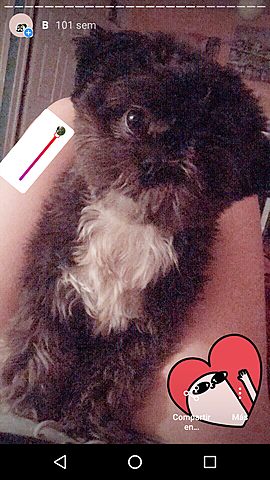 Llega mi segunda mascota (Bruno)