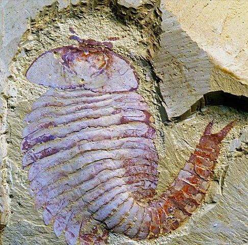 Surgimiento del Primer Cerebro