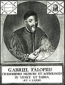 Gabriel Fallopius