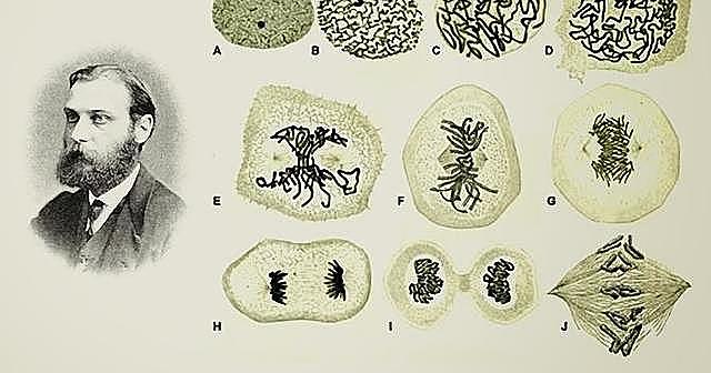 Walter Flemming y Robert Feulgen