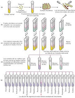 George Wells Beadle y Edward Lawrie Tatum