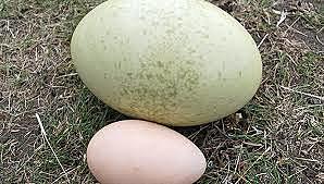 Animal and plant products