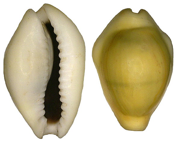 Malacofauna and imitations