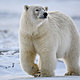 Polar bear 7
