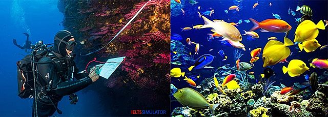 The Ocean's Biodiversity gets Cataloged