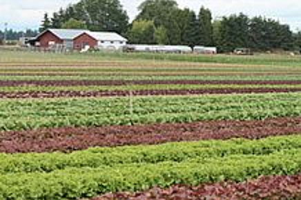 Europe is a farming economy