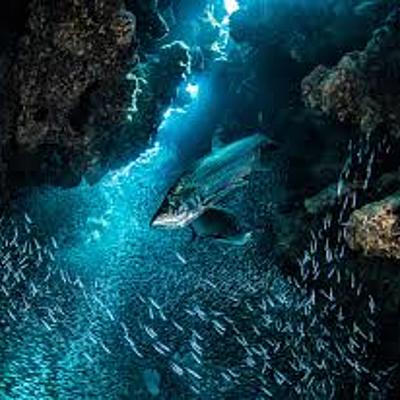 Timeline: Oceanography 10 Facts Timeline