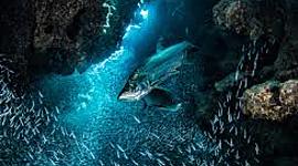 Timeline: Oceanography 10 Facts Timeline