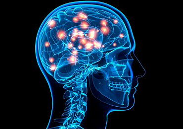 Evolucion del sistema nervioso