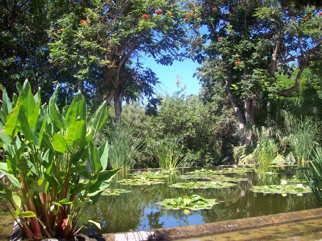Puerto de la Cruz, Tenerife