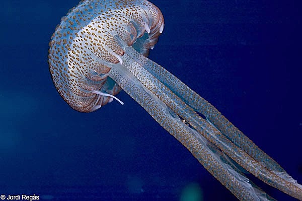 Surgimiento de las Primeras neuronas