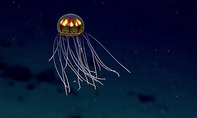 Deep Sea Life