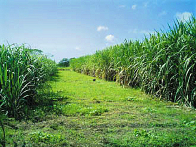 Seccion de Investigación Industrial y Agricola