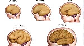 Timeline: Desarrollo del sistema nervioso