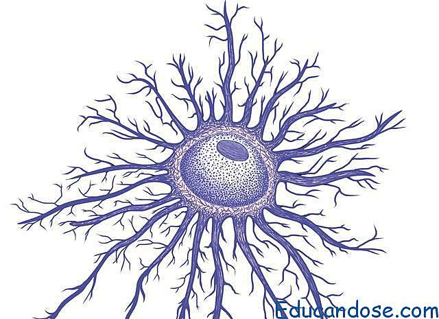 Celula Glial