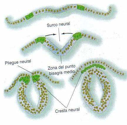 Celulas de la cresta neural
