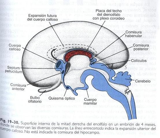 Final del la vida fetal