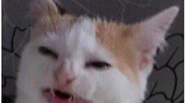 Timeline: Evolution OS