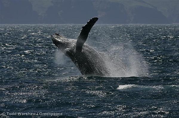 Whaling (save the whale)