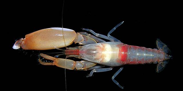 Snapping Shrimp