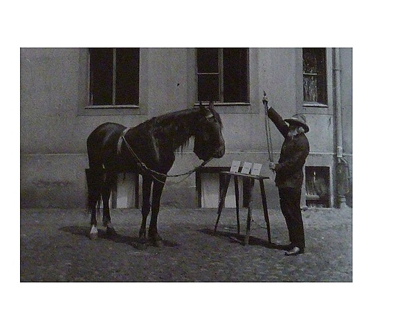 Caballos calculadores de Elberfeld