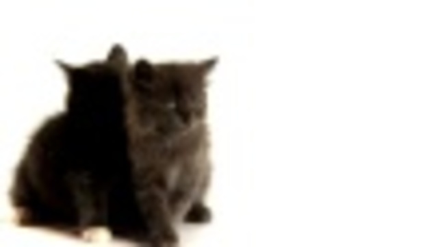 Mickey and Minnie arrive