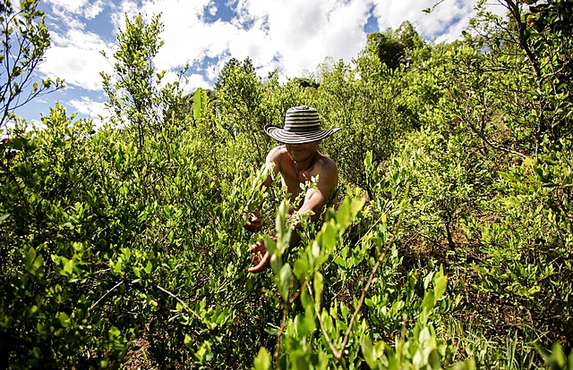 La guerilla se fortalece