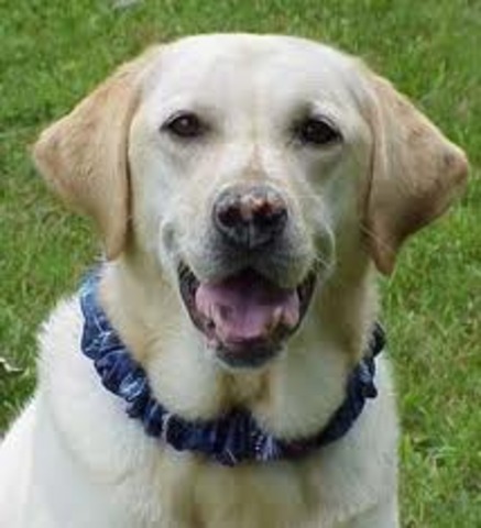 I got my first dog, Lilly!