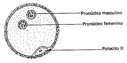 Pronúcleos